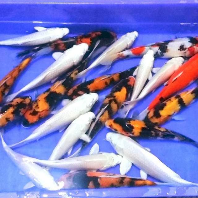 Mix jozz 22ekor 20-27cm