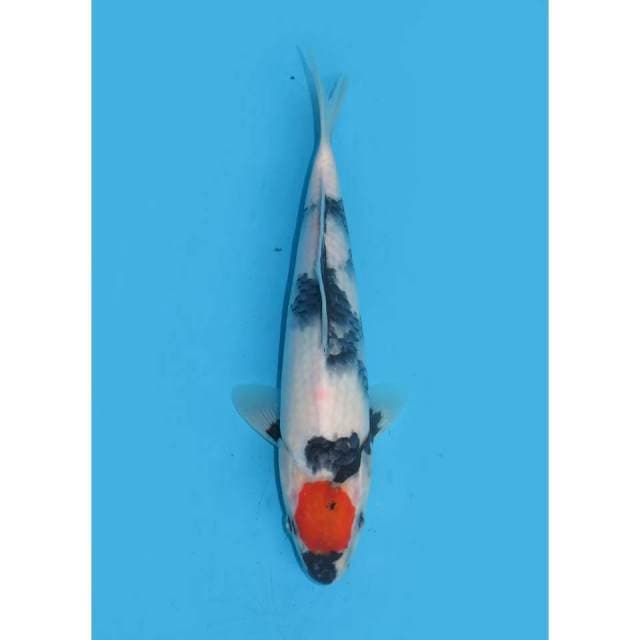 Tancho Showa HQ Ori - 24cm Male