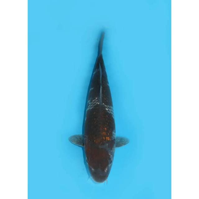 Ochiba Ginrin Bakat Jumbo - 30cm Male