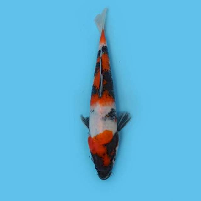 F1 Showa 25cm