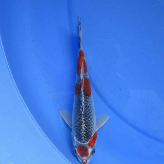 Goshiki