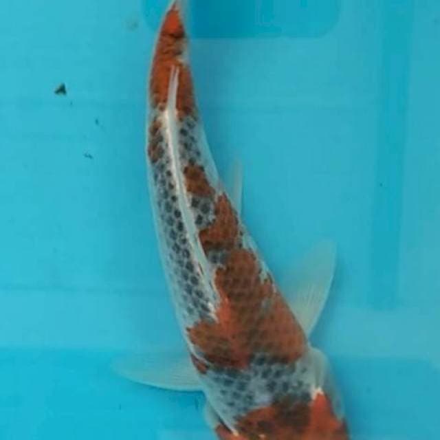 Ghosiki