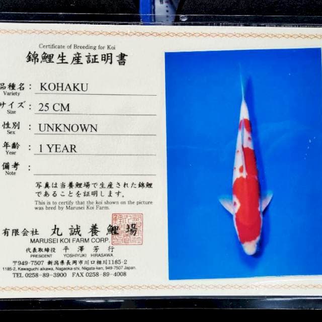 Kohaku import marusei