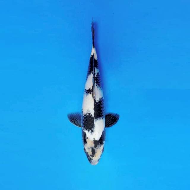 FURY 9 - SHIRO ®