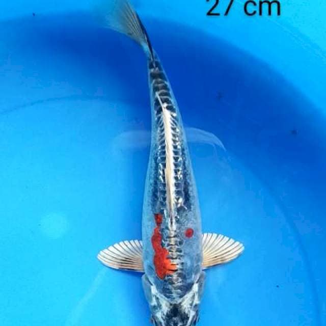 Kiko antik 27 cm