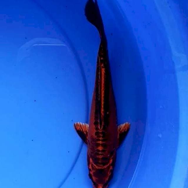Mizuo merah 27 cm