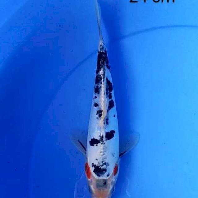 Sanke doits 24 cm