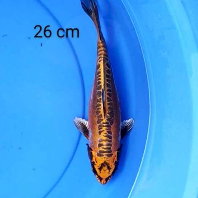 Kiko 26 cm