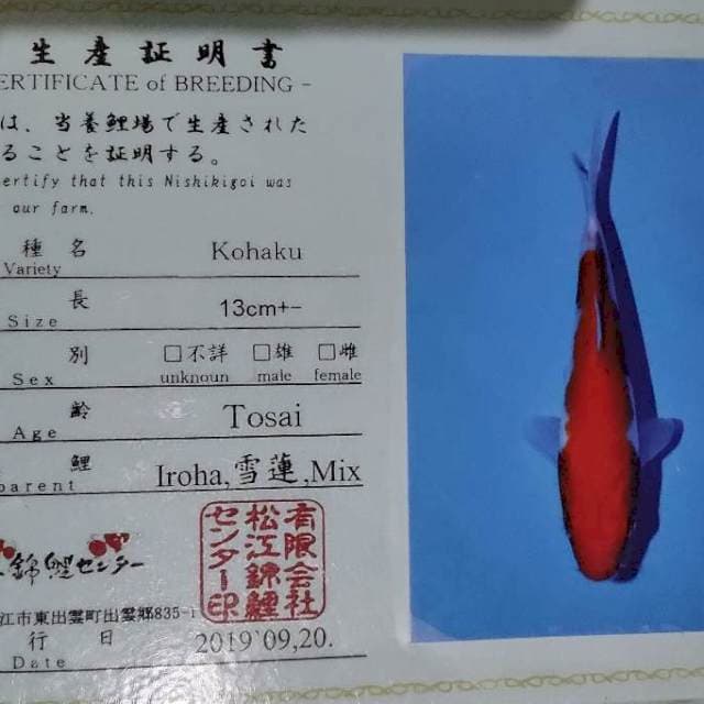 Kohaku matsue