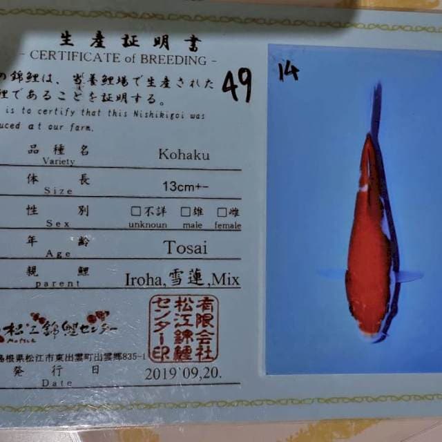 Kohaku matsue