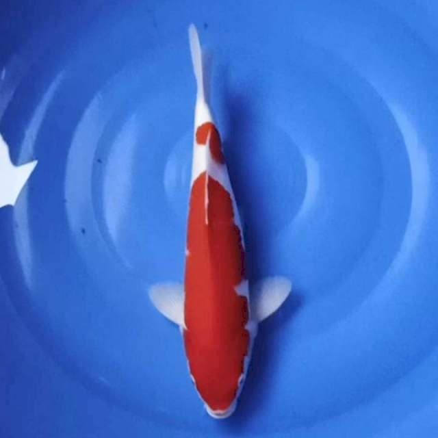 Red kohaku