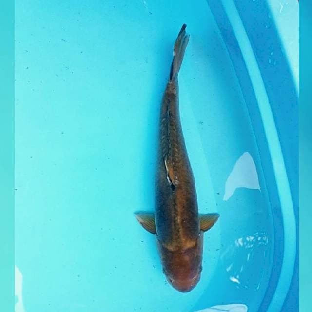 45cm Chagoi doit sulum