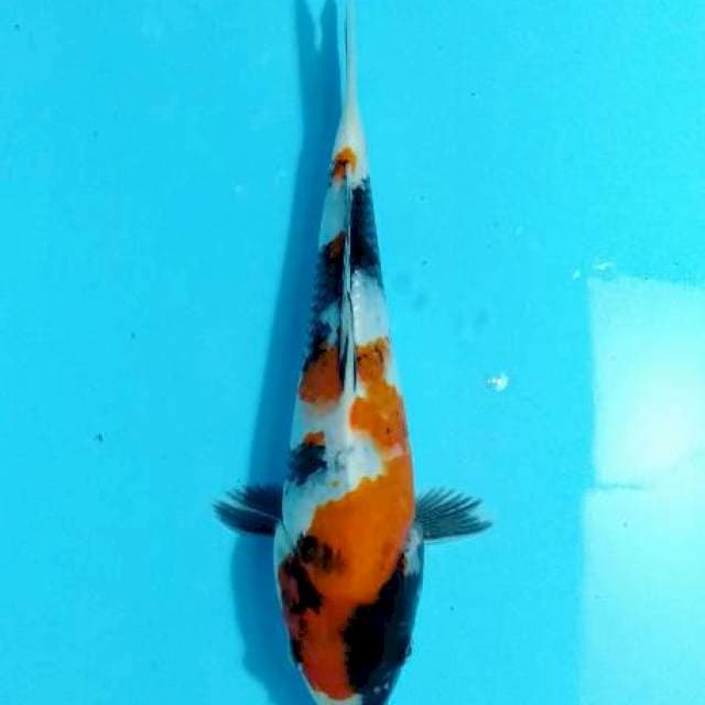 Sumi ttegoi showa