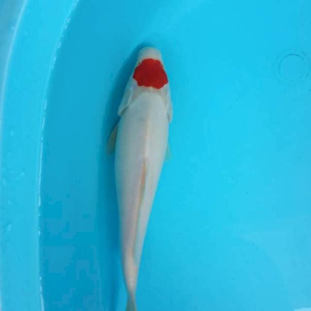 Tanco 28 cm