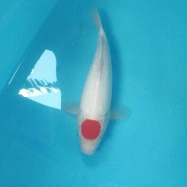 Tancho Kohaku, 31 cm