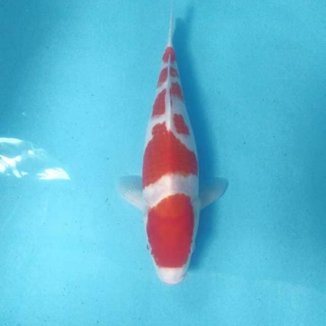 Kohaku, 34 cm