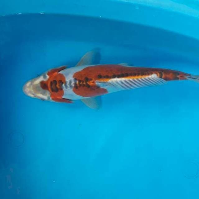 Kiko 32