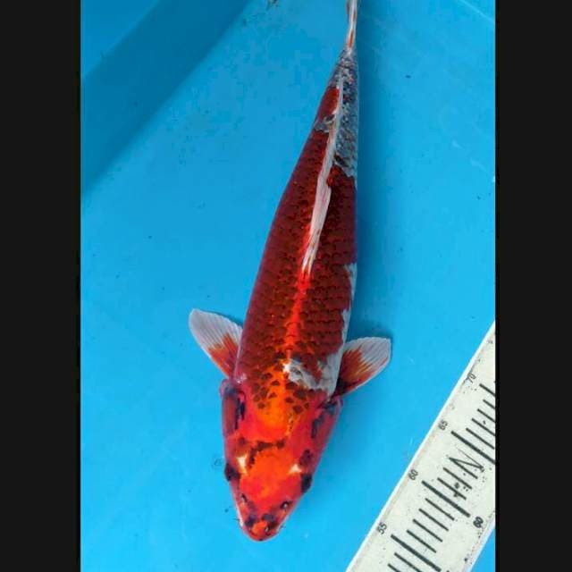 Kojaku jumbo