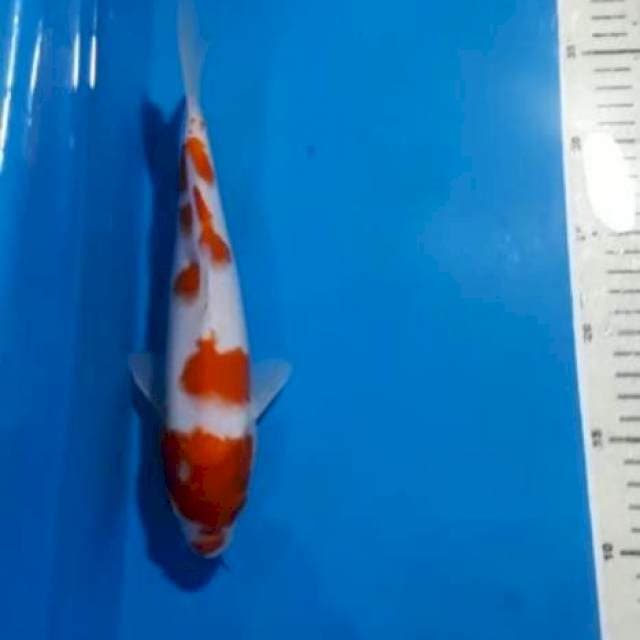 KHOHAKU CABAY STRONG 25 CM