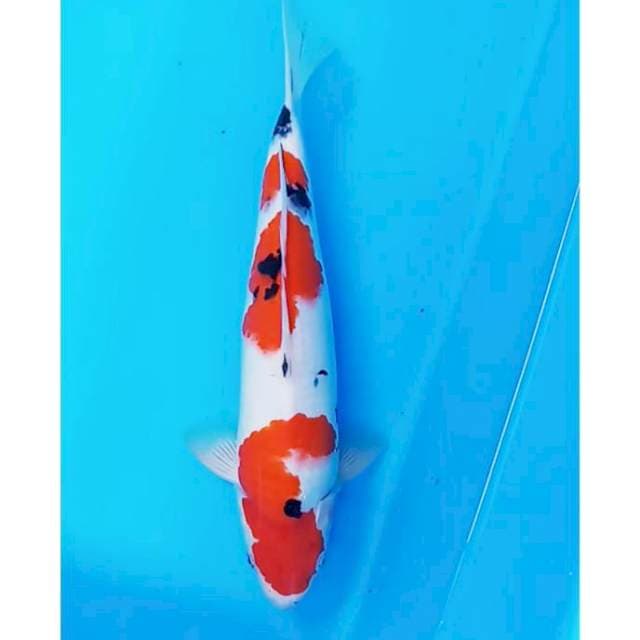 Sanke 38 cm male