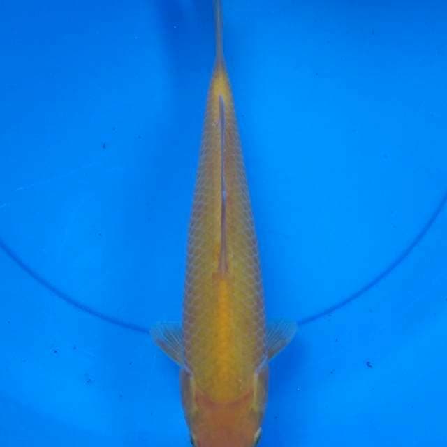 Karashi 30cm