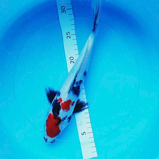 Minion 27cm