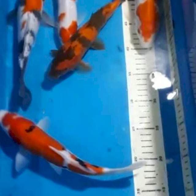MIX KOI STRONG GRIN 24,25 CM