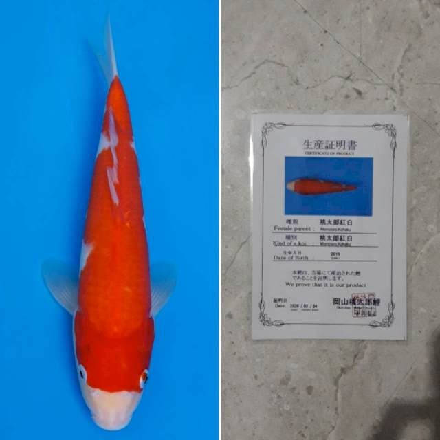 Momotaro kohaku 31cm sertifikat
