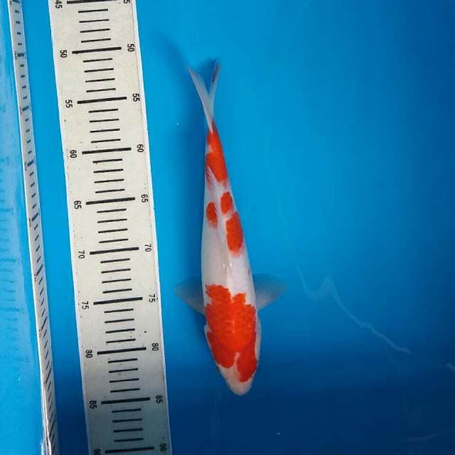 Kohaku