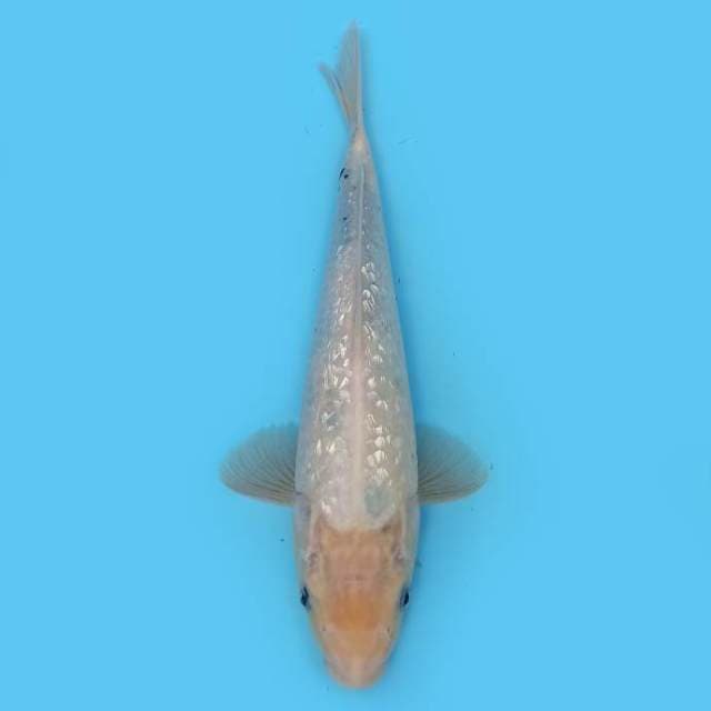 ND ALHENA GINRIN 33CM