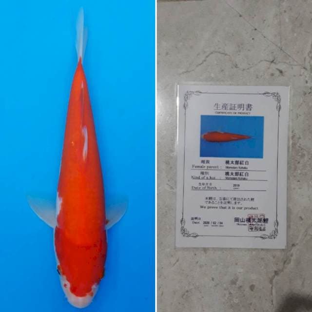 Momotaro kohaku 28cm sertifikat