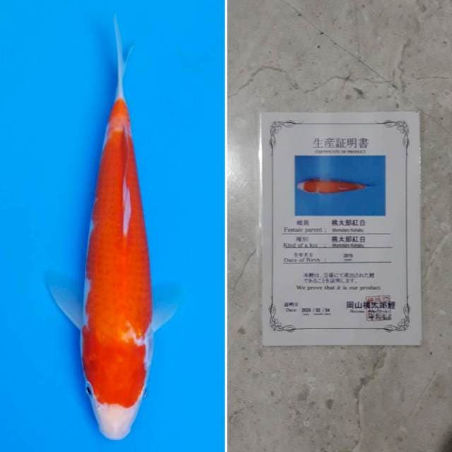 Momotaro kohaku 27cm sertifikat