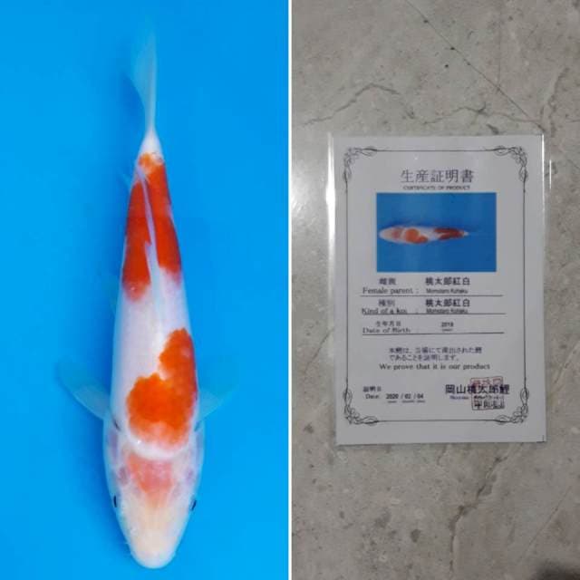 Momotaro kohaku 21cm sertifikat