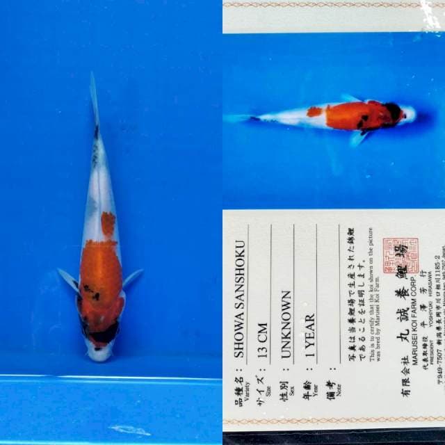 Showa import marusei