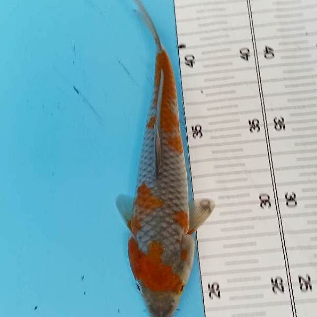 Ochiba 21cm