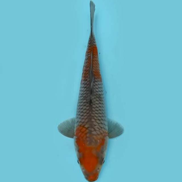 Ochiba 22cm