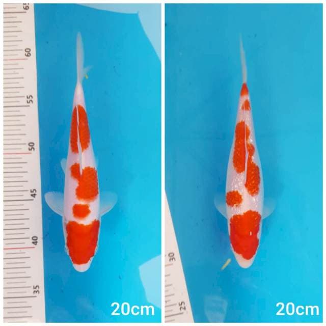 Paket Special Kohaku SQ