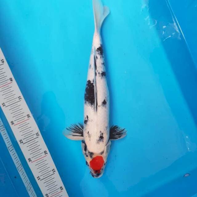 Tancho Showa 45cm Male