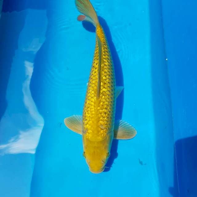 Midori Ginrin 45BU
