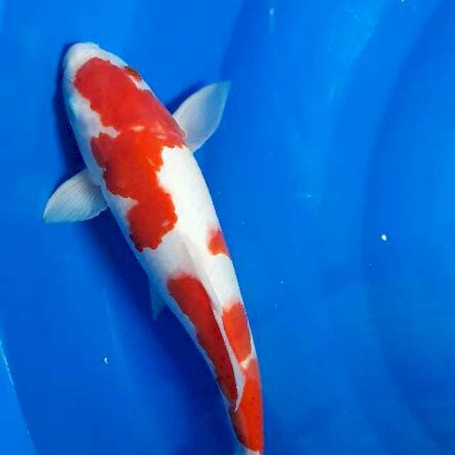 Kohaku