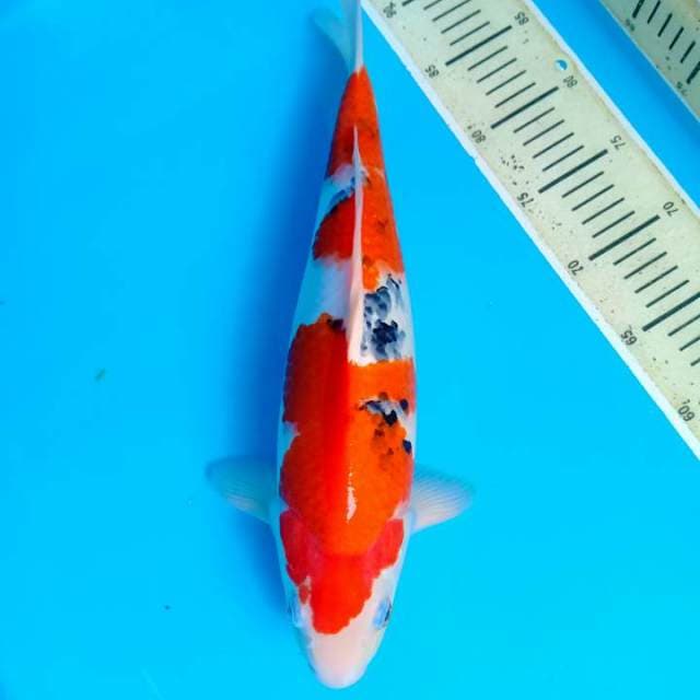 Sanke 39cm