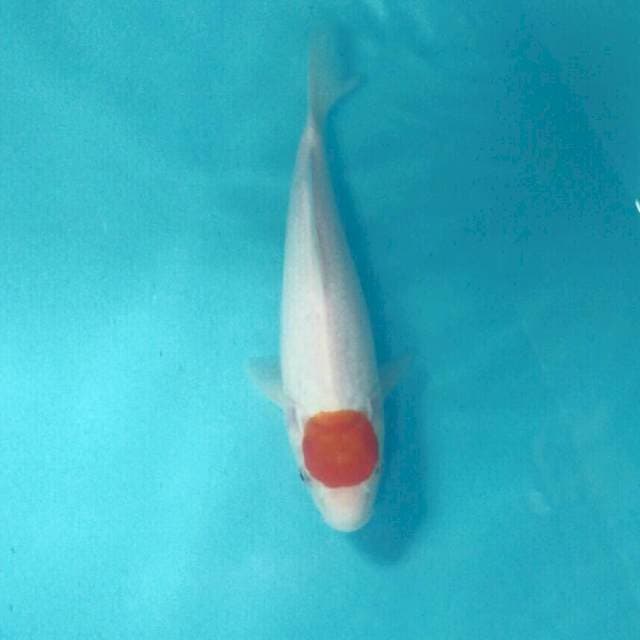 Tancho Kohaku, 28 cm