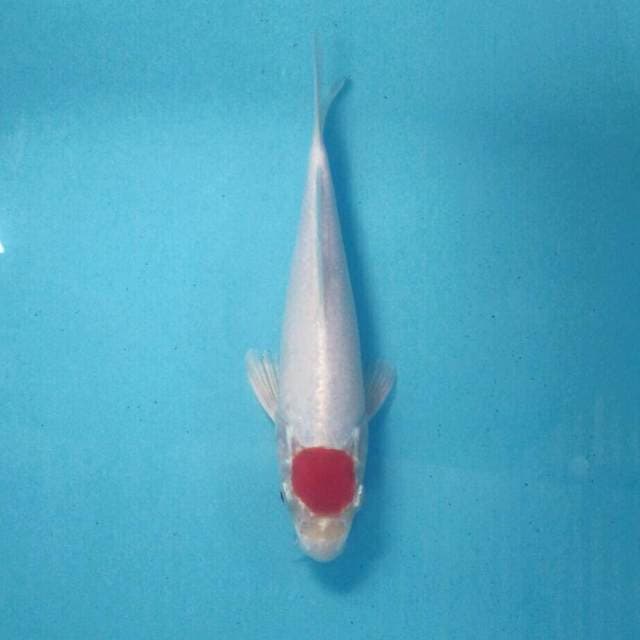 Tancho Sakura Ogon, 25 cm