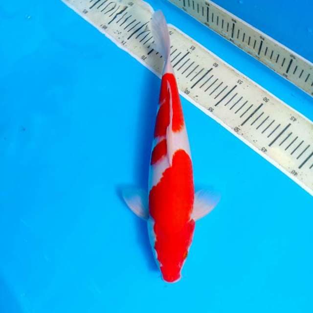 Kohaku 39cm