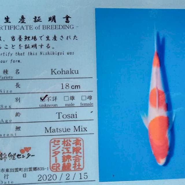 Kohaku matsue import jumbo tosai