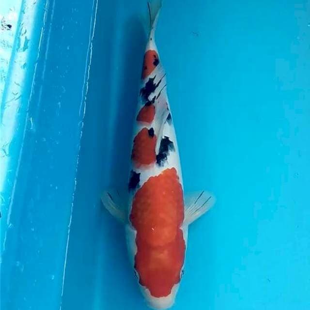Sanke 32 cm