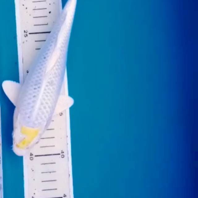 tancho hariwake seven pattern