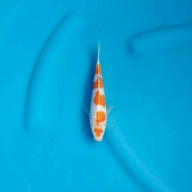 Kohaku Gantheng
