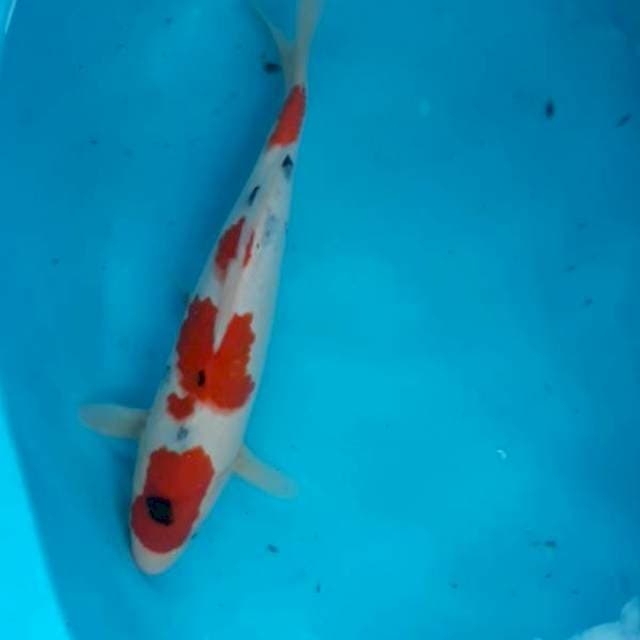 Sanke 31 cm