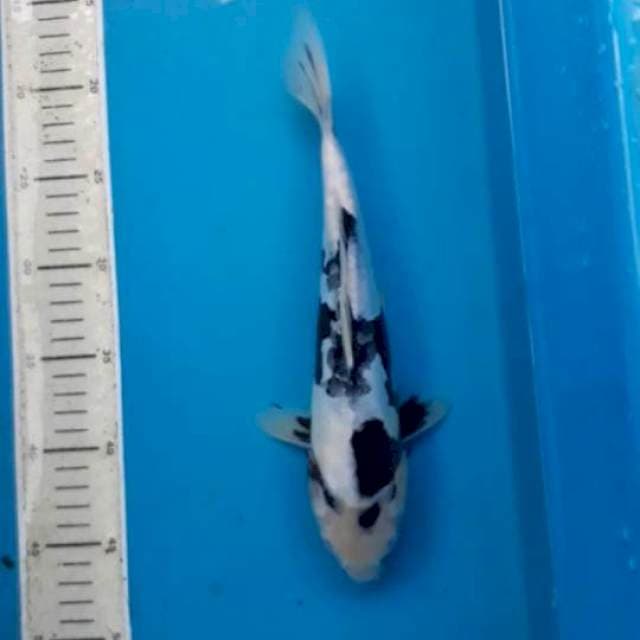 Shiro Doitsu 29 cm